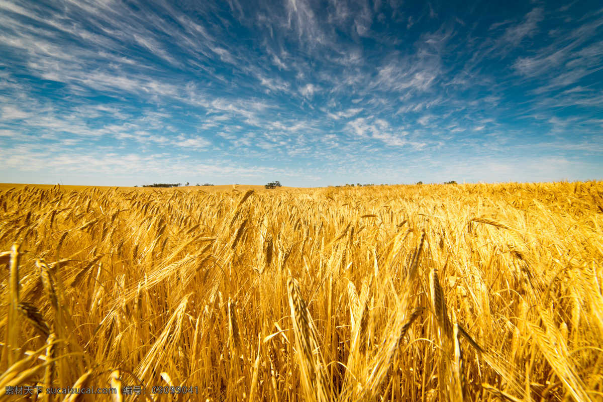 小麦 蓝天 白云 金黄色 麦田 天空 自然景观 田园风光