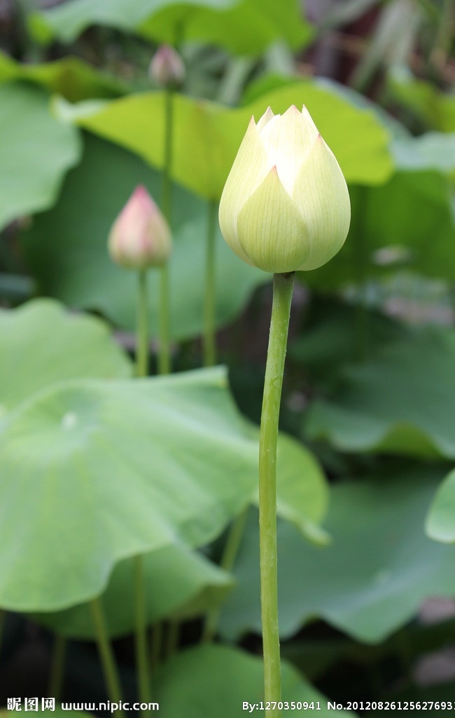 白色荷花 荷塘 绿叶 荷叶 生机 生物 绿色 莲花 荷花 纯洁 生物世界 花卉 植物 花草
