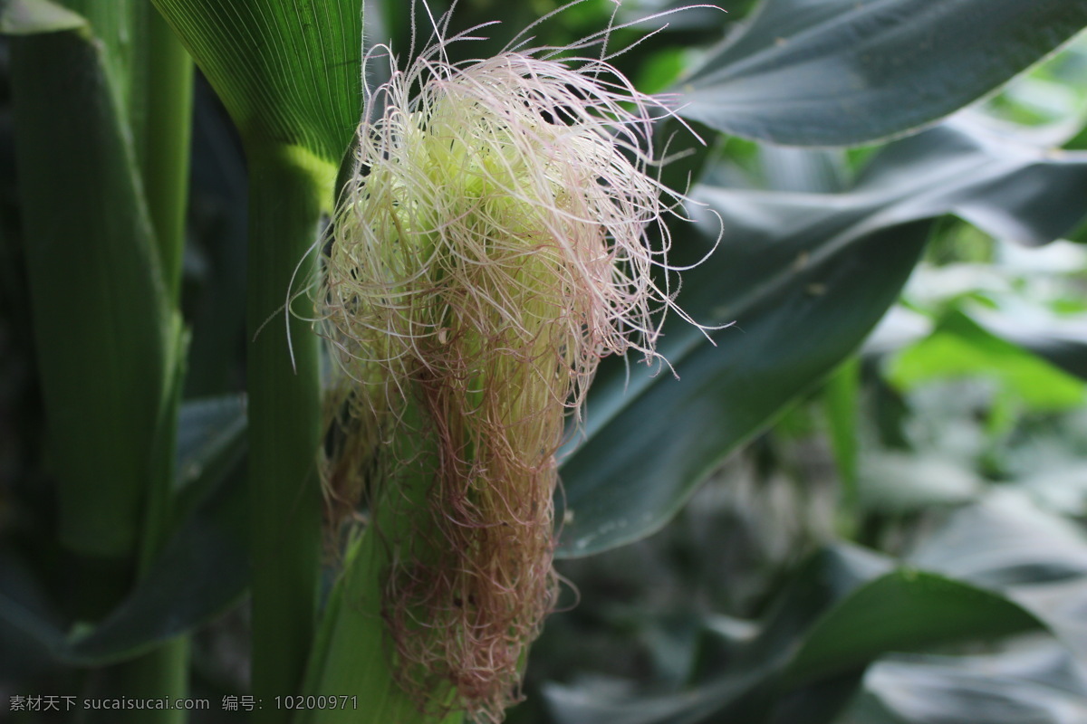 植物 粮食 植物摄影 绿植 玉米叶 嫩玉米 菜园 菜地 农场 生物世界 蔬菜