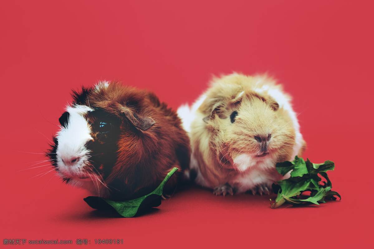 荷兰猪 背景 背景图 唯美 桌面 壁纸 可爱 仓鼠 萌 宠物 老鼠 耗子 萌宠 红色 生物世界 其他生物