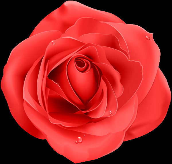 玫瑰图片 玫瑰 红玫瑰 植物 绿植 花卉 鲜花 花朵 花 红花 月季 玫瑰花 花瓣 玫瑰花瓣 动植物 生物世界 花草 照片