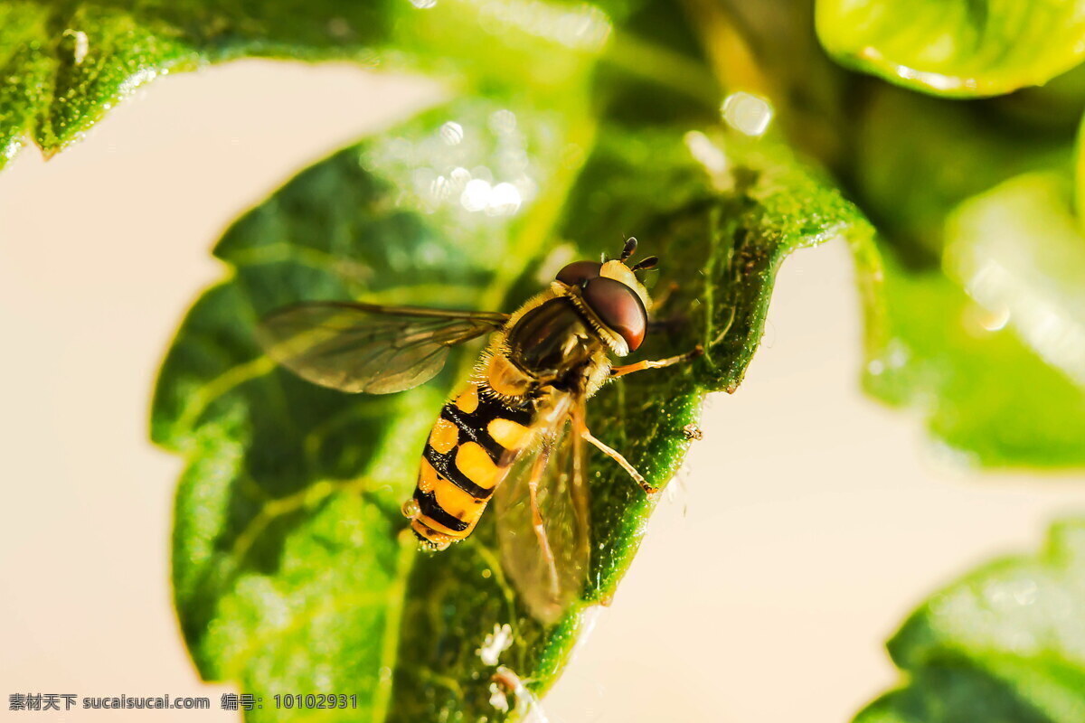 树叶 上 蜜蜂 高清 小蜜蜂 蜜蜂成虫 节肢动物 小昆虫
