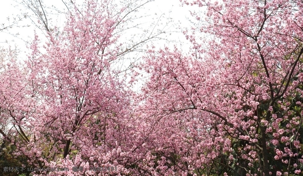 粉色樱花林 粉色 樱花 春天 盛开的樱花 粉色樱花 花草树木 生物世界 花草