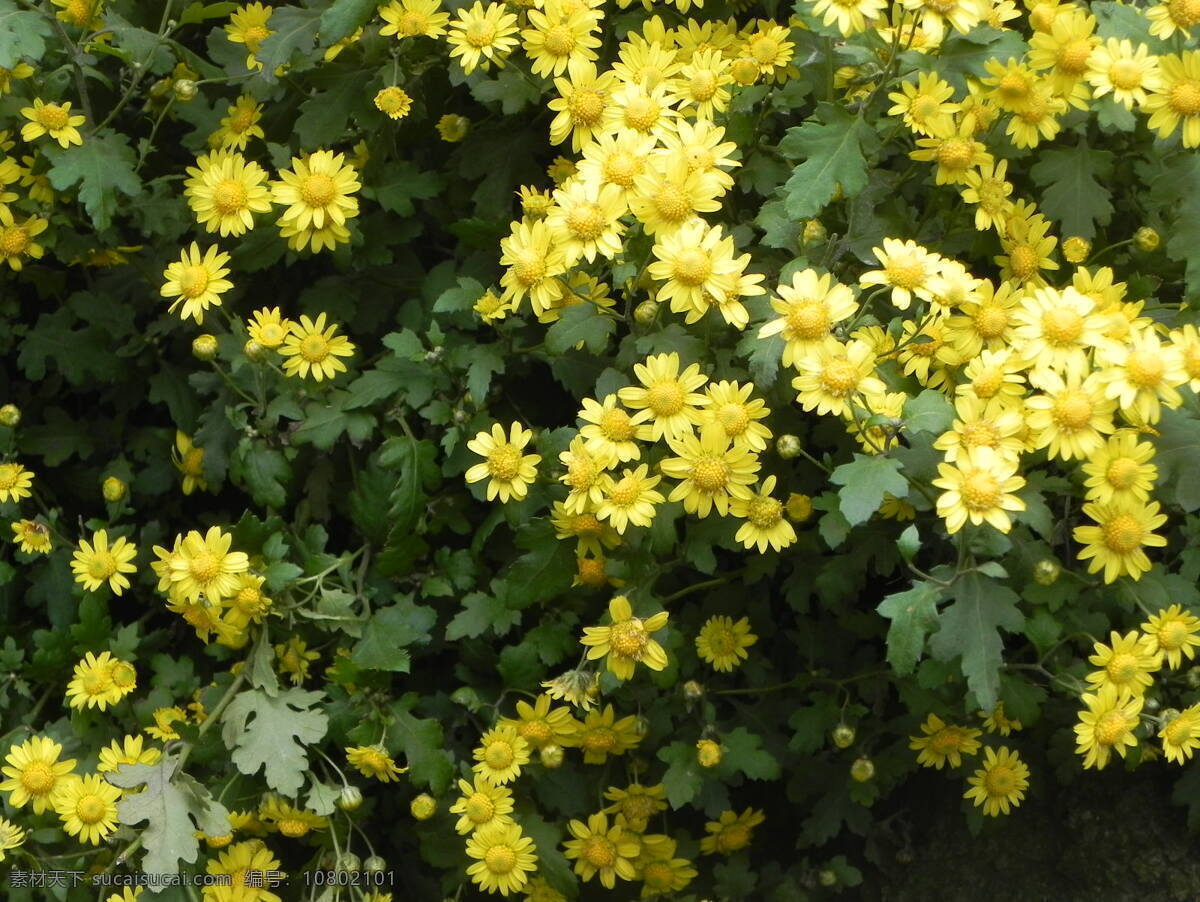 野生黄菊花 野生 黄色 菊花 花朵 花蕾 花簇 阳光 秋天 鲜艳 影子 小花 野菊花 花草 生物世界