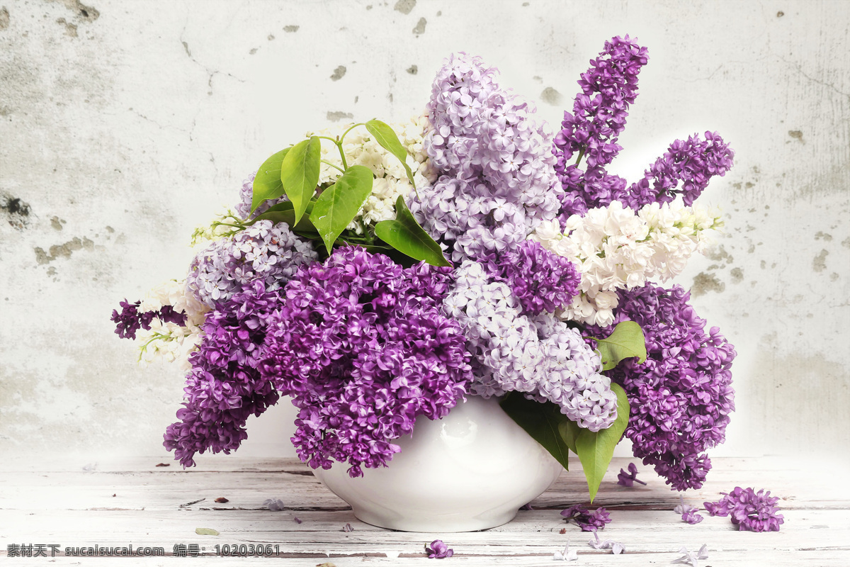 美丽 紫丁香 花瓶 丁香花 美丽鲜花 美丽花卉 美丽花朵 自然风景 自然景观 白色