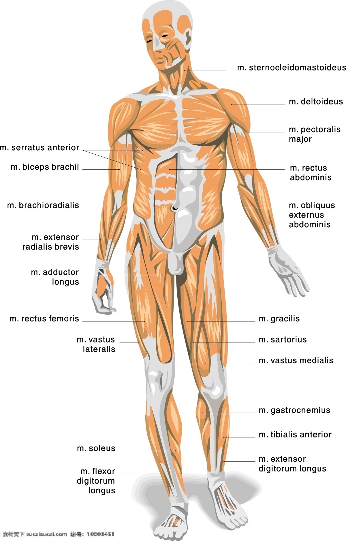 人体 解剖学 器官 展示 图 人体肌肉组织 人体骨骼图 人体血管图 神经元 人体解剖学 现代科技 医疗护理