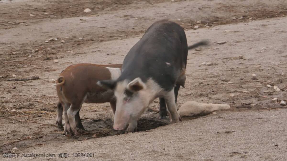 猪与年轻 动物 猪 播种 农场 农家 牲畜 仔猪 笔 泥 泥泞的 猪圈 肉 农业