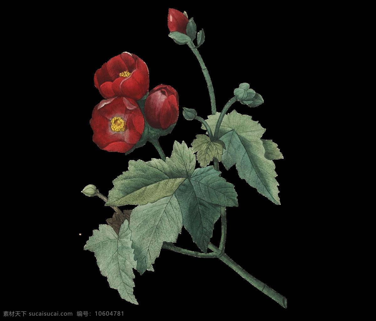红色 蔷薇 花朵 绿色 叶子 元素 花卉 蔷薇花 透明元素 png元素 免抠元素