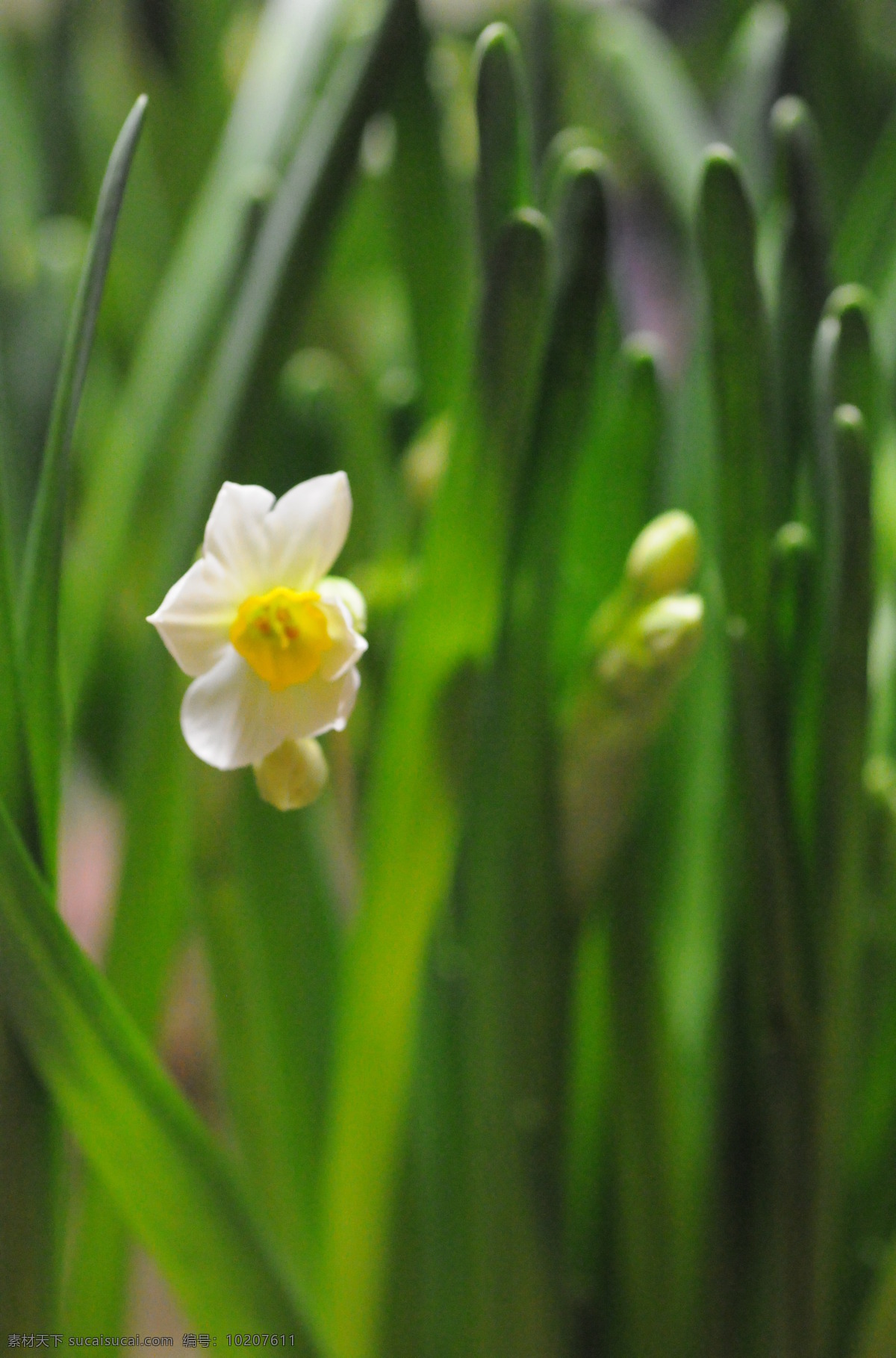 水仙花 水仙 漳州 仙子花 花朵 花花世界 一花一世界 花草 生物世界