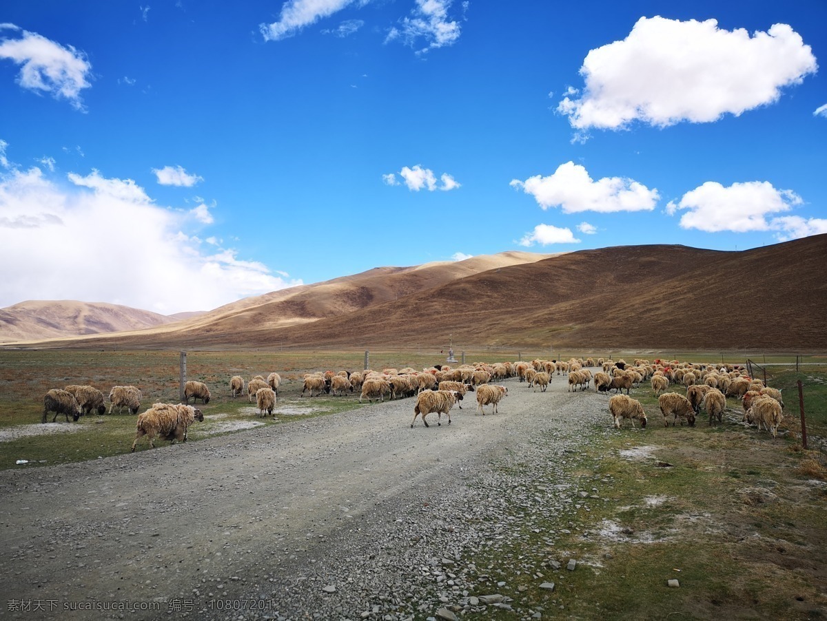 西藏风景 西藏 拉萨 羊湖 羊卓雍错 天 蓝天 白云 羊群 生态 环境 电脑屏保 中国 风景 旅游 旅行照片 旅游摄影 国内旅游