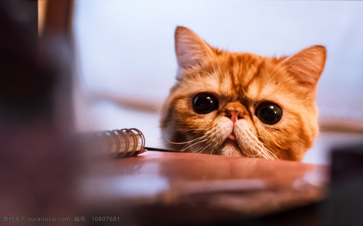 可爱的猫 可爱 小猫 家猫 加菲猫 桌子 注视 生物世界 家禽家畜