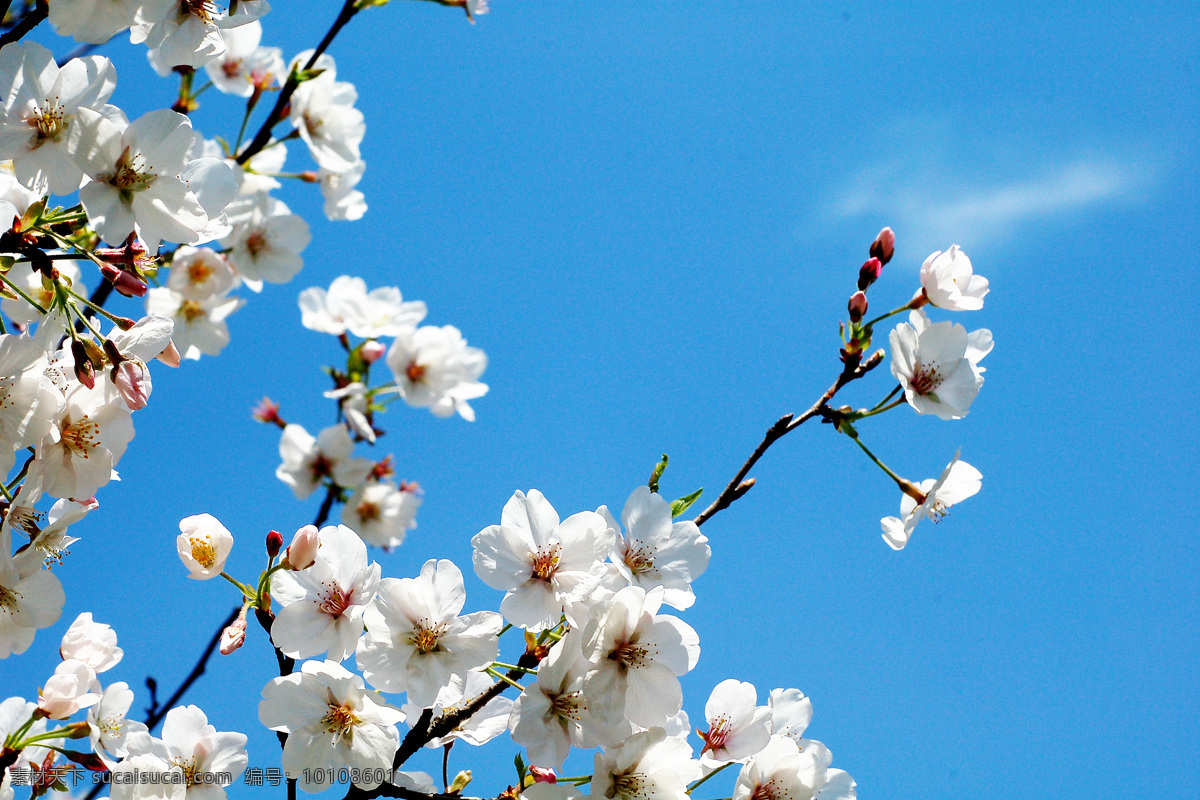 樱花 日本 花瓣 樱花观赏 日本樱花 蓝天 春天 生物世界 花草