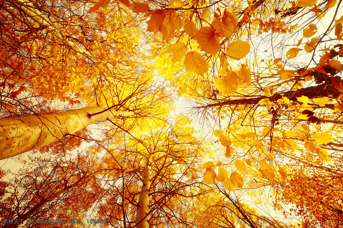 秋天 树林 秋天树木 枫树林 秋天的枫叶 美丽风景 黄叶 花草树木 生物世界