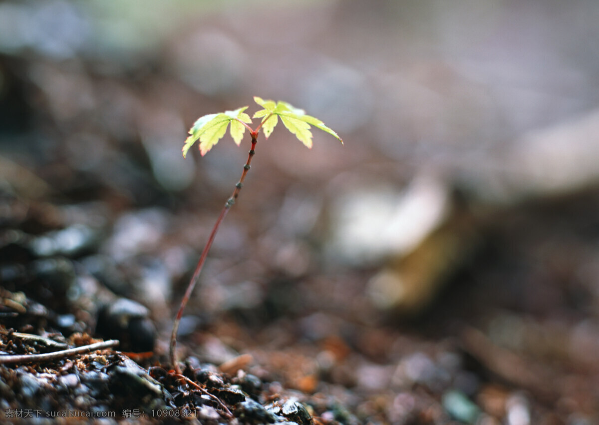 小树 破土而出 摄影图 生物世界 树木树叶