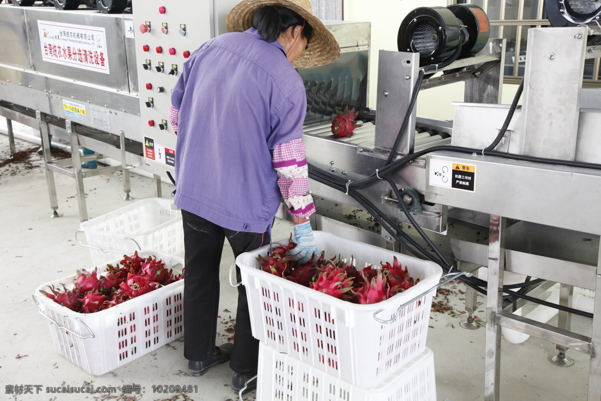 火龙果工厂 火龙果批发 火龙果基地 火龙果农 水果批发 水果清洗机器 生物世界 水果