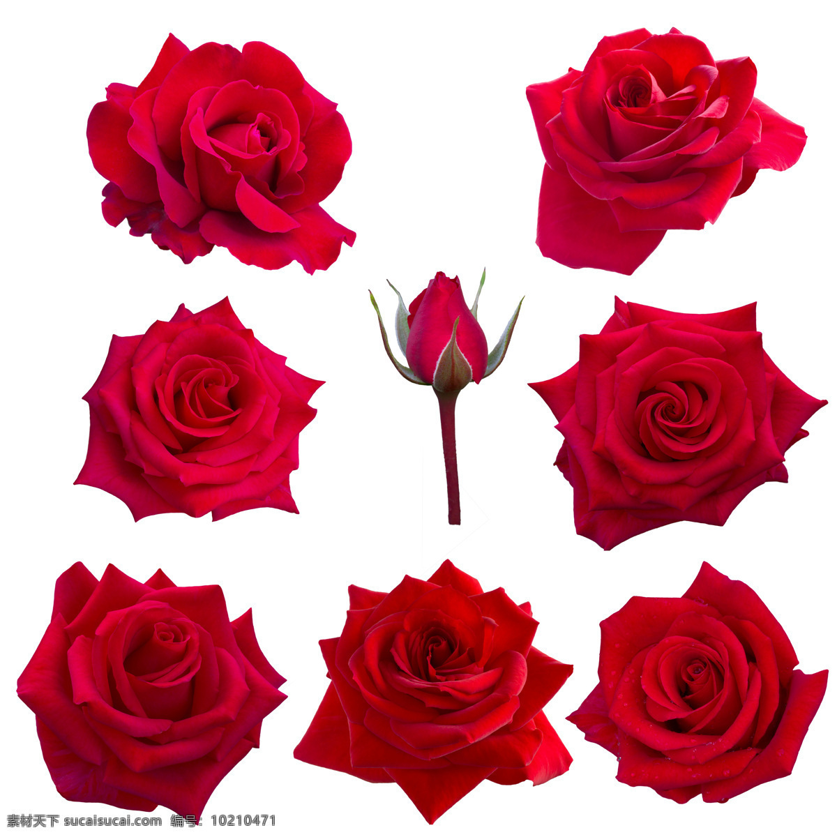 红色玫瑰花 高清图片 玫瑰花 花瓣 玫瑰花特写 一堆玫瑰花 好看玫瑰花 花蕾 花苞 花 自然景观 自然风景
