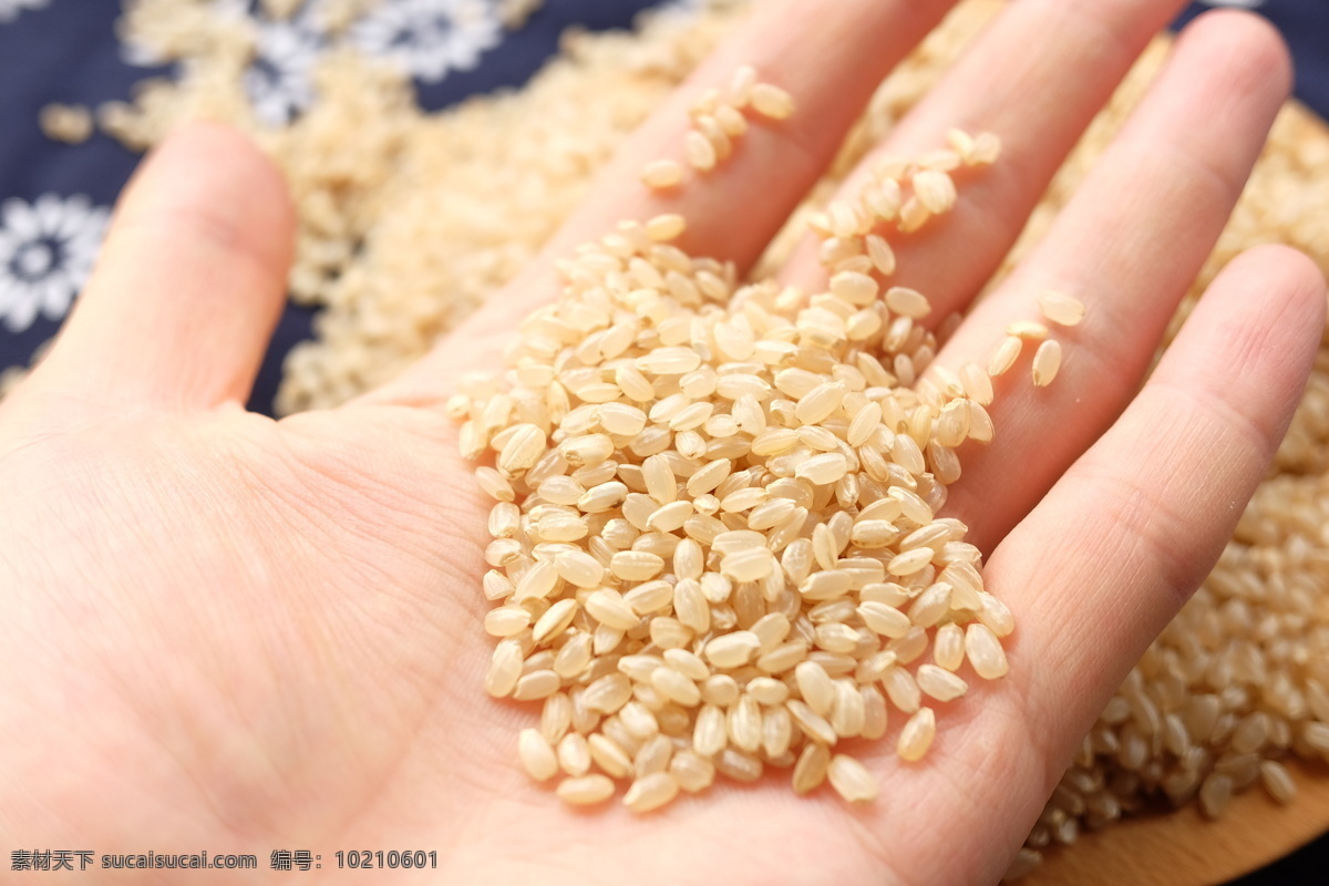 糙米图片 粗粮 粮食 大米 米糠 主食 稻米 稻谷 生活百科 生活素材