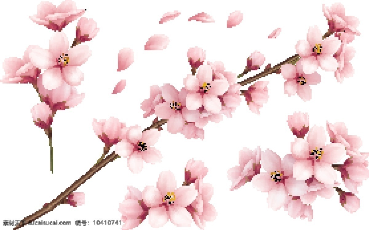 美丽 日本樱花 唯美 粉色 花 花卉 花朵 花素材 花背景