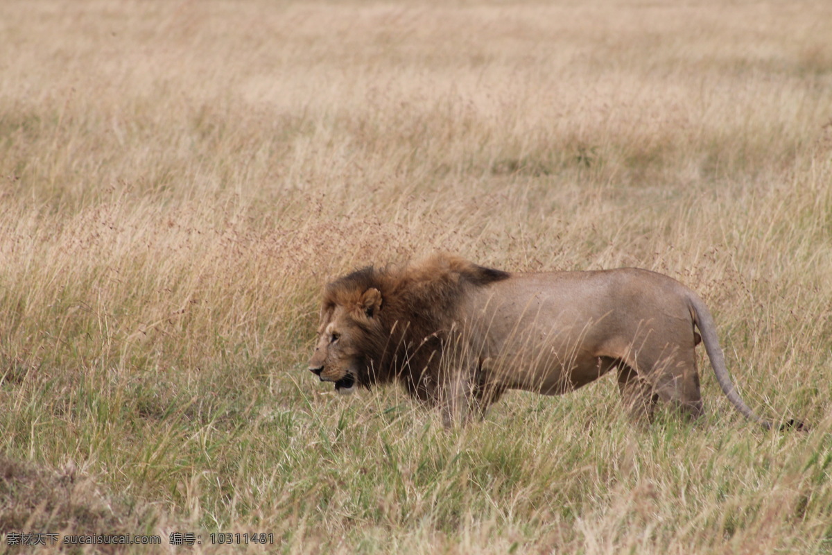 草原狮子 草原 草地 野生 动物 狮子 雄狮 旅游图片 生物世界 野生动物