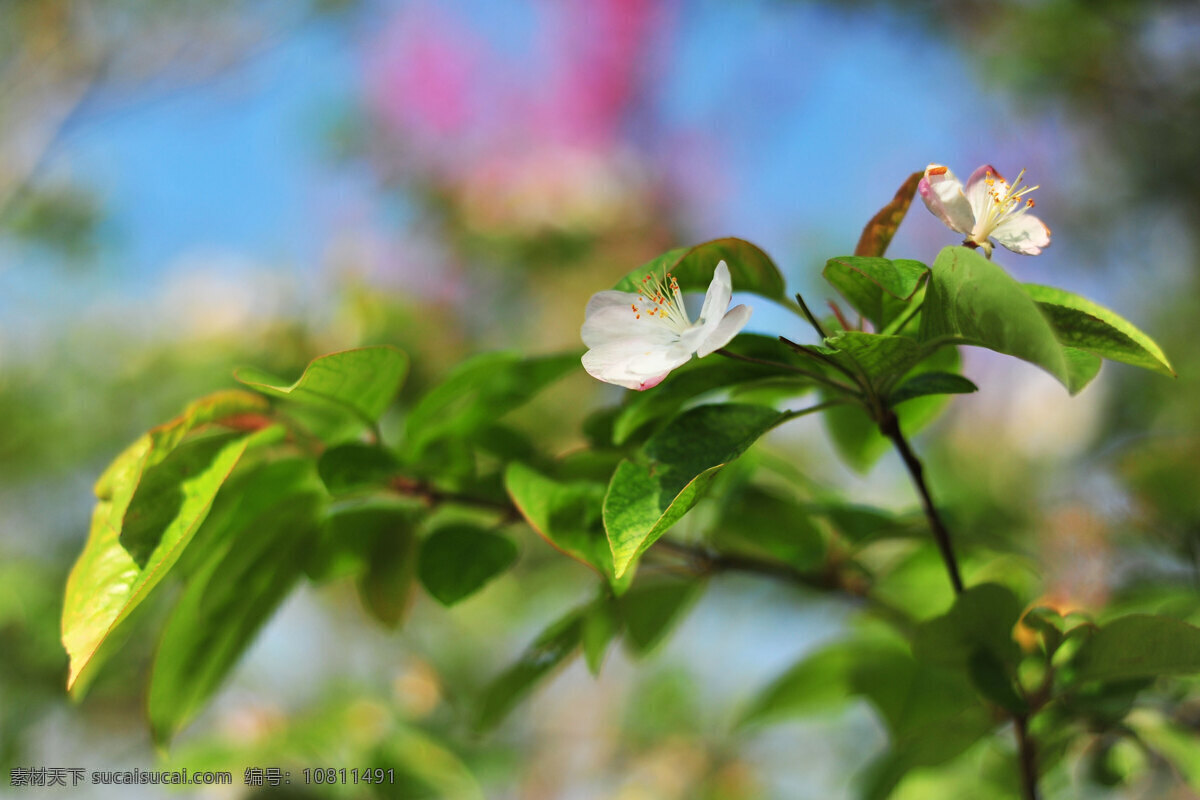 杏花 春天 春意盎然 花 花草 绿叶 生物世界 树叶 鲜花 psd源文件