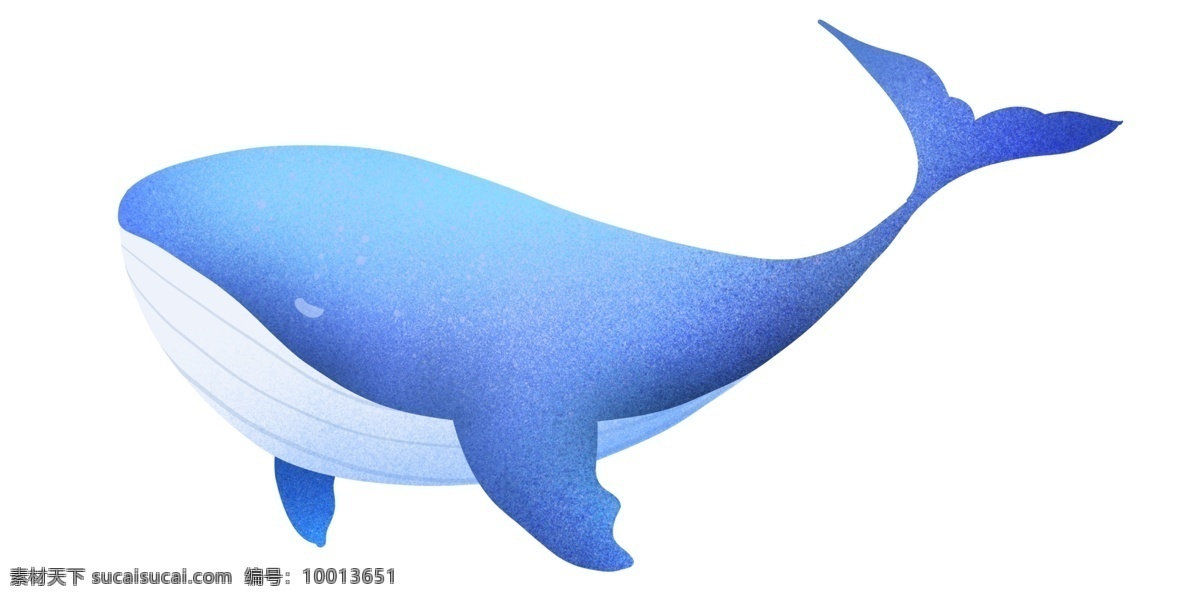 可爱蓝色鲸鱼 鲸鱼 动物 海洋