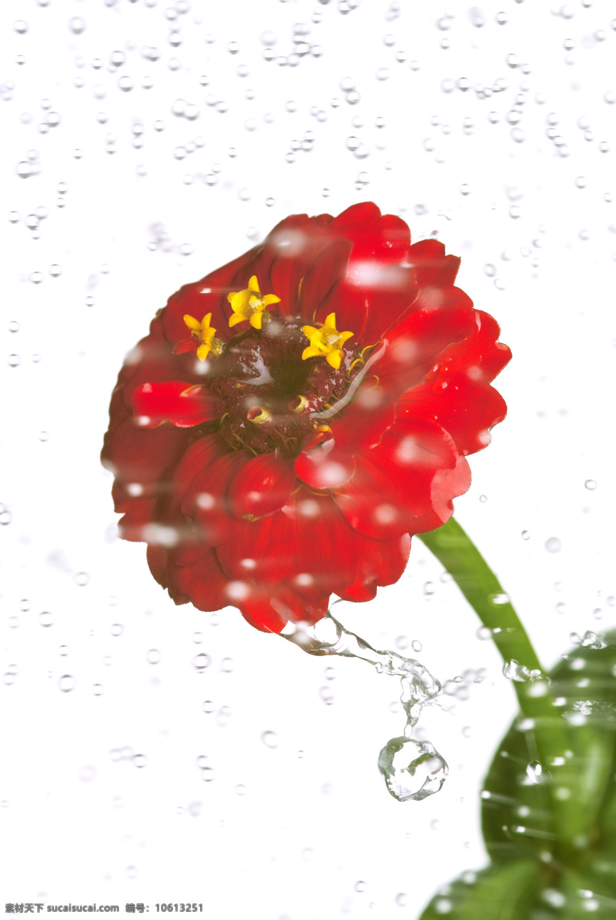 花草 花卉 菊花 生物世界 水滴 水珠 鲜花素材 水洗 水洗菊花 秋菊 瓜片菊 小红菊 小雏菊 小野菊 红色菊花 寿客 金英 黄华 陶菊 观赏花卉 鲜花艺术 psd源文件