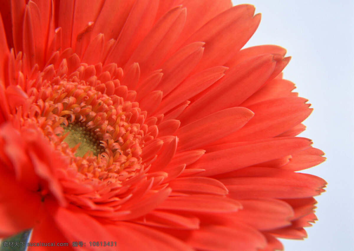 花朵免费下载 百花争艳 插花艺术 高清花朵 花 花朵 花朵花束 浪漫花朵 玫瑰 情人节花 水珠 鲜花装饰 鲜花 节日素材 情人节七夕