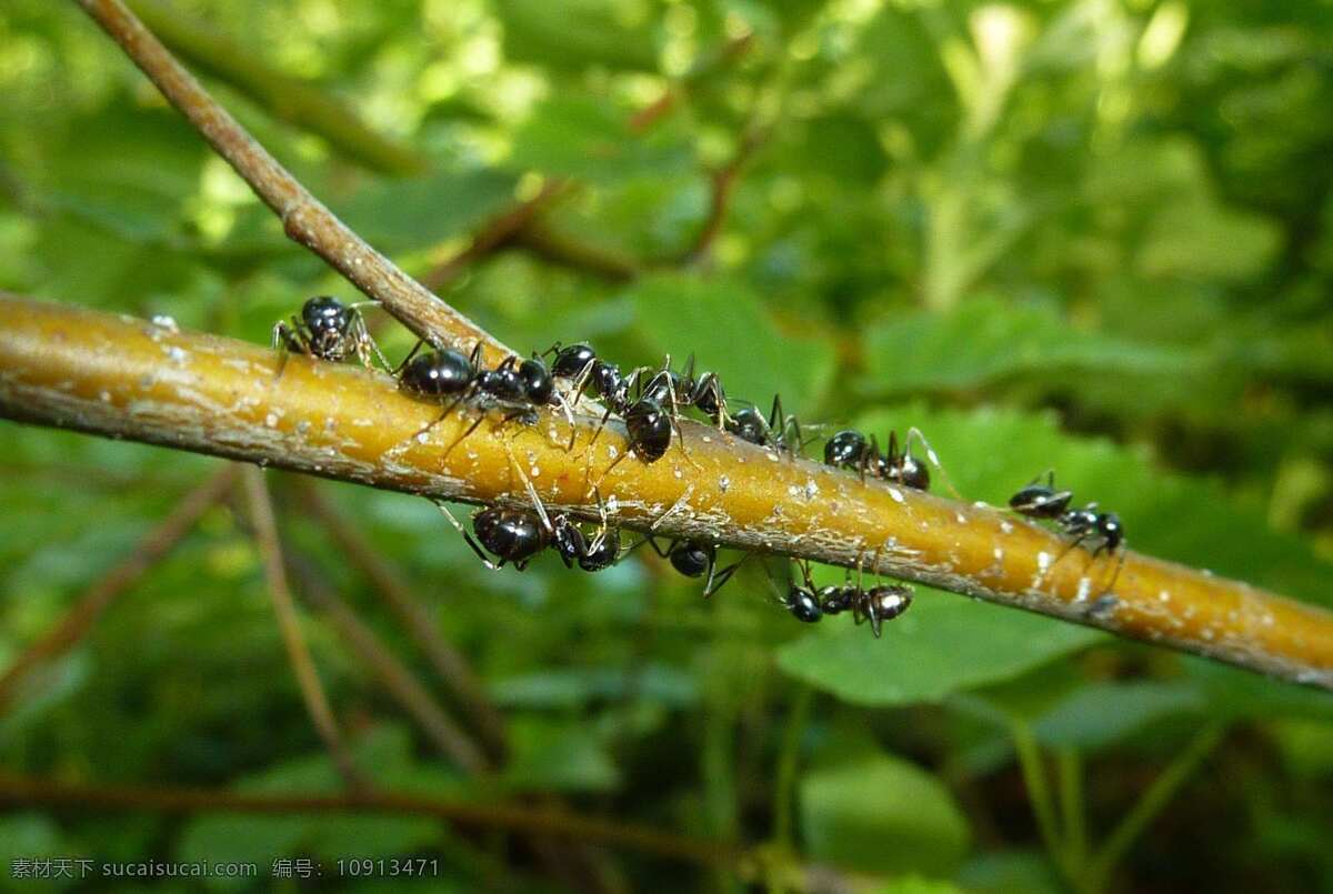 蚂蚁 蚁 昆虫 兵蚁 ant 生物世界 绿色