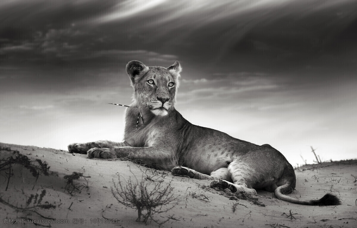 沙漠中的豹子 沙漠 豹子 植物 动物 黑白照片 陆地动物 生物世界 灰色