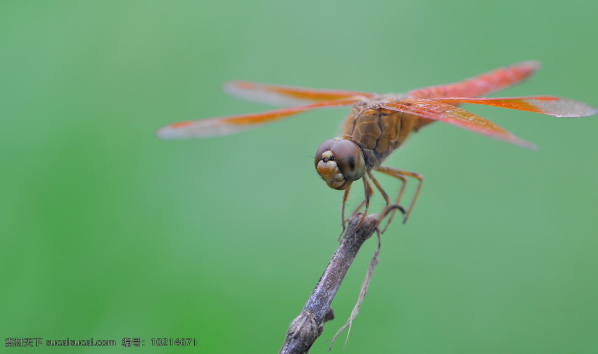 微 距 蜻蜓 昆虫 生物世界 微距蜻蜓 尼康105微 d90 微距昆虫