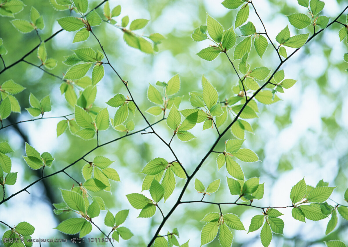 树林图片 森林树木 树林风景图片 树林高清图片 树木树叶 植物素材 生物世界 高清图片 花草树木