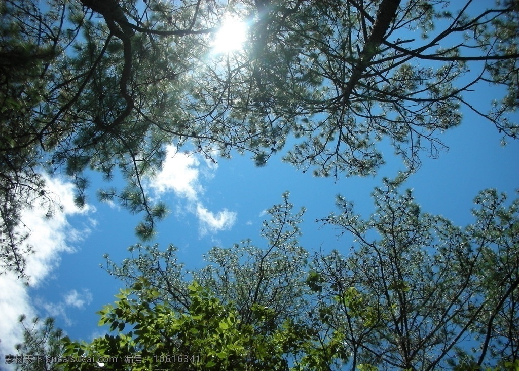 森林 天空 树木 白云 蓝色 绿色 树叶 蓝天 树木树叶 生物世界