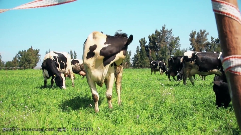 视频背景 实拍视频 视频 视频素材 视频模版 奶牛 实拍 奶牛视频素材