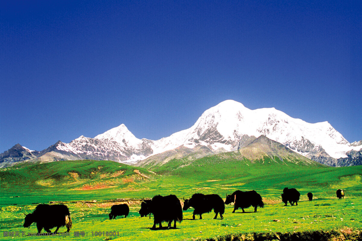 风景图片 旅游摄影 摄影照片 素材图片 草原 蓝天 大山 山谷 牦牛 雪山 自然风景 自然景观