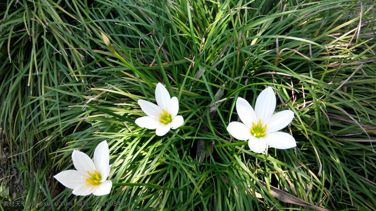 葱兰 葱兰摄影 葱兰花 草坪 白色鲜花 小花 摄影图 生物世界 花草