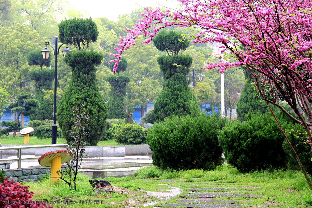 公园风光 公园 紫荆花 紫色花 红桎木 紫红色花 树木 绿叶 自然风景 自然景观