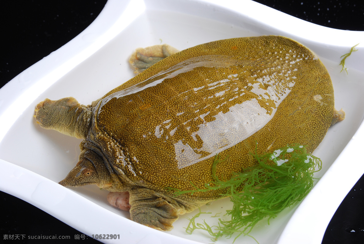 野生土甲鱼 砂锅甲鱼 野生甲鱼 红烧甲鱼 红烧大甲鱼 红焖甲鱼 中餐菜品 中华菜肴 红烧土甲鱼 私房土甲鱼 洞庭湖水鱼 干锅土甲鱼 土豆烧甲鱼 海鲜 餐饮美食 传统美食