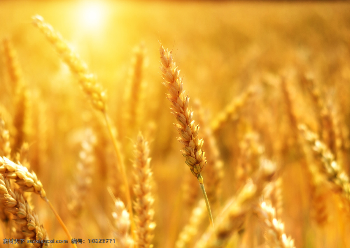 稻谷 稻米 水稻 麦子 谷子 小麦 大麦 粮食 农作物 丰收 收获 草 植物