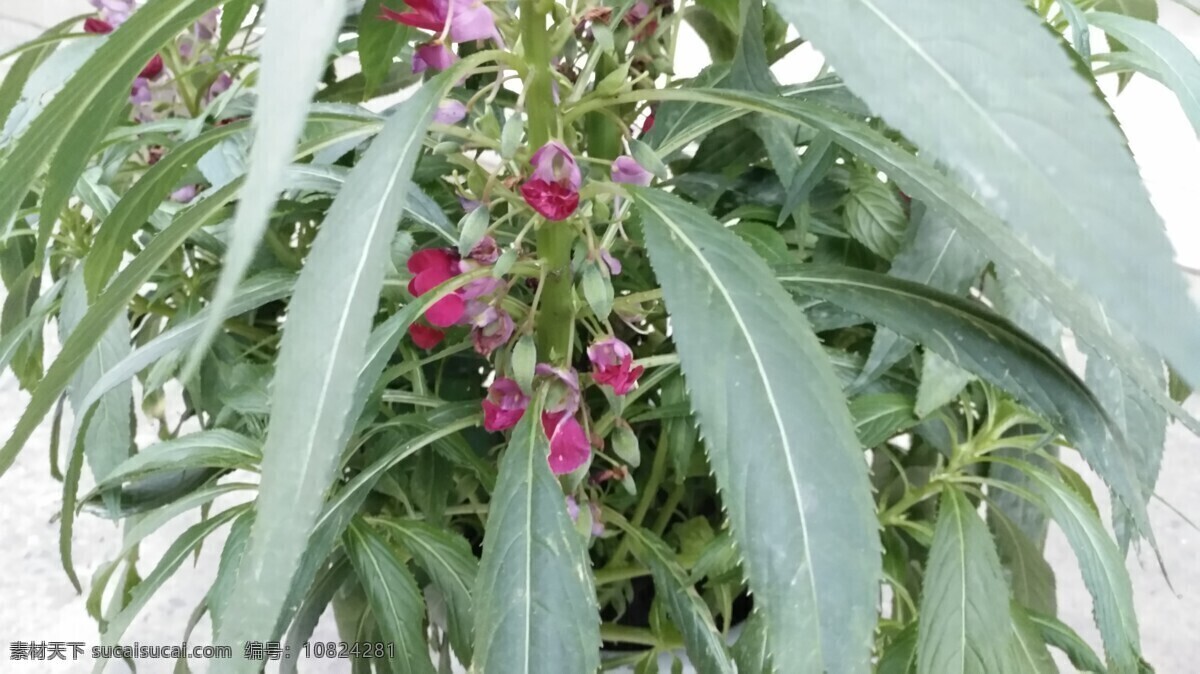 田园风光 随拍 指甲花 凤仙花 急性子 金凤花 凤仙透骨草 女儿花 小桃红 植物 花卉 爱在自然 生物世界 花草