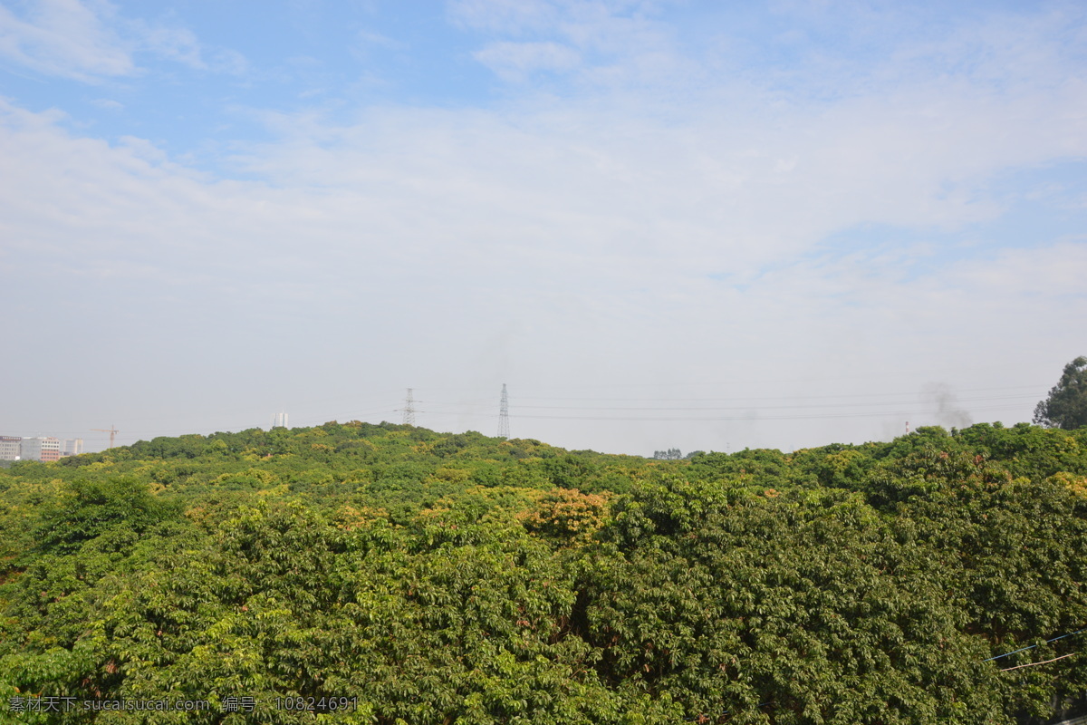 荔枝园 荔枝 东莞 厚街 大岭山 森林公园 自然 景观 旅游 高清 旅游摄影 国内旅游 自然风景