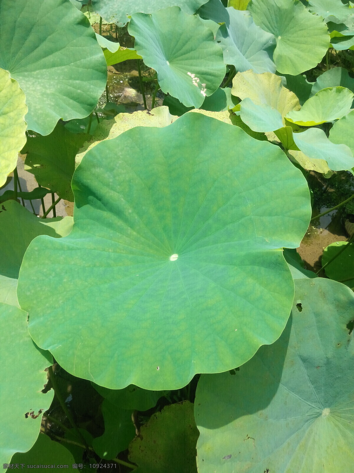 荷叶 莲叶 池塘 藕叶 叶子 树木树叶 生物世界