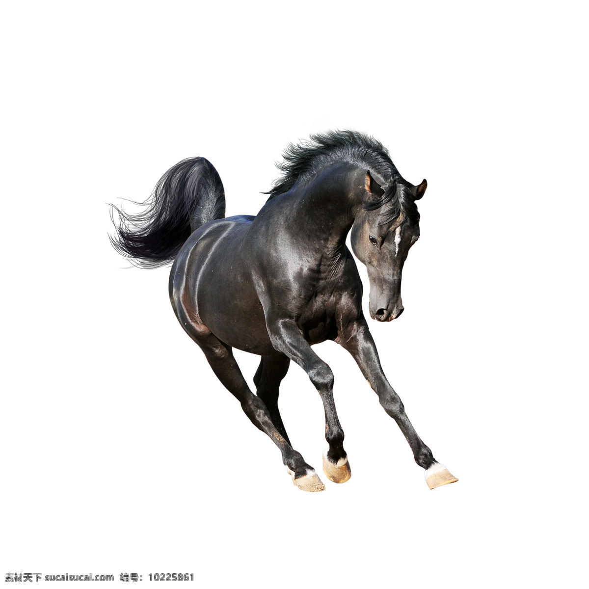匹 狂奔 黑马 一匹 奔跑 飞奔 骏马 马匹 小马驹 马 动物 陆地动物 生物世界