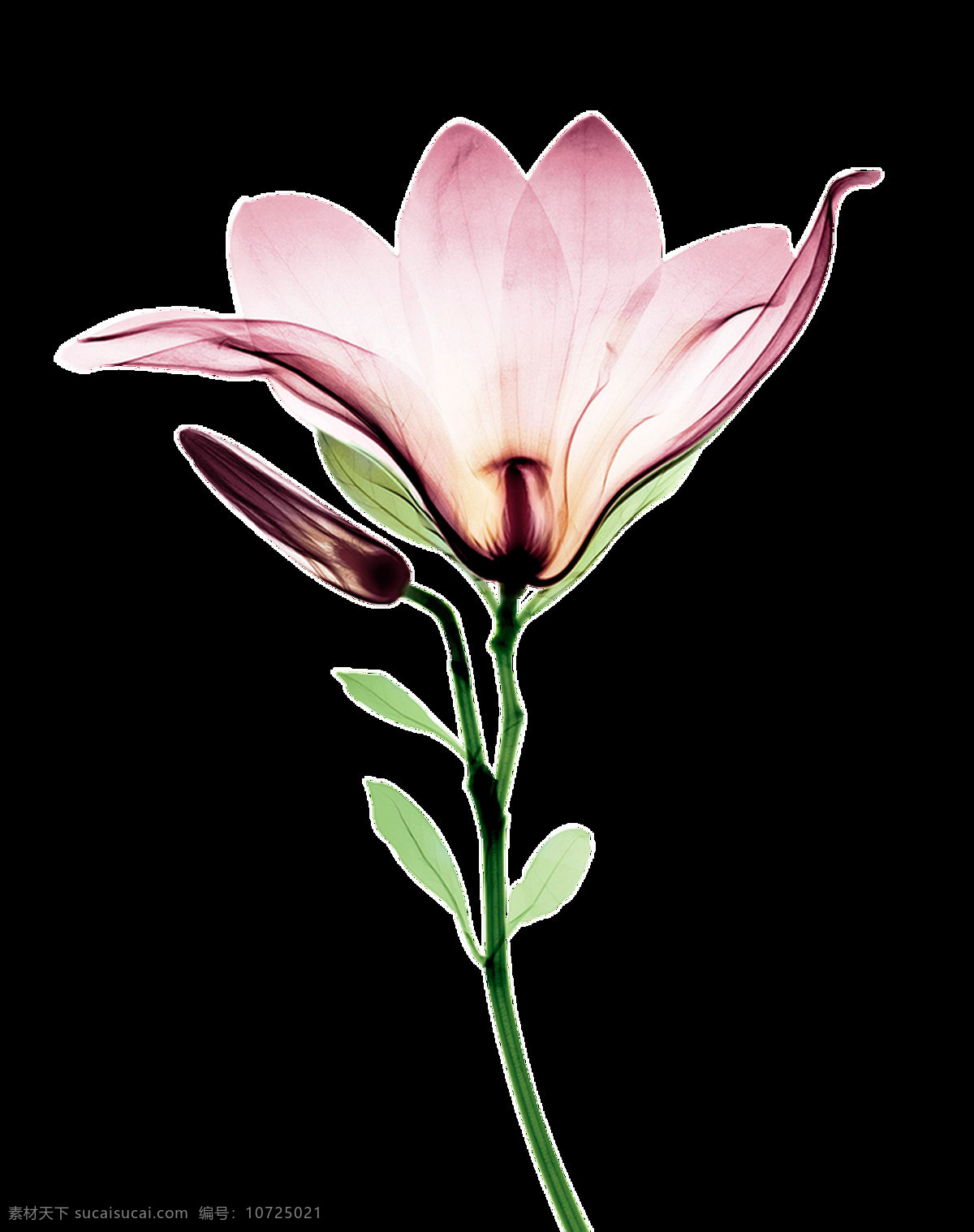 盛开 水彩 花卉 透明 海报设计装饰 抠图专用 设计素材 淘宝素材 透明素材 装饰 装饰图案