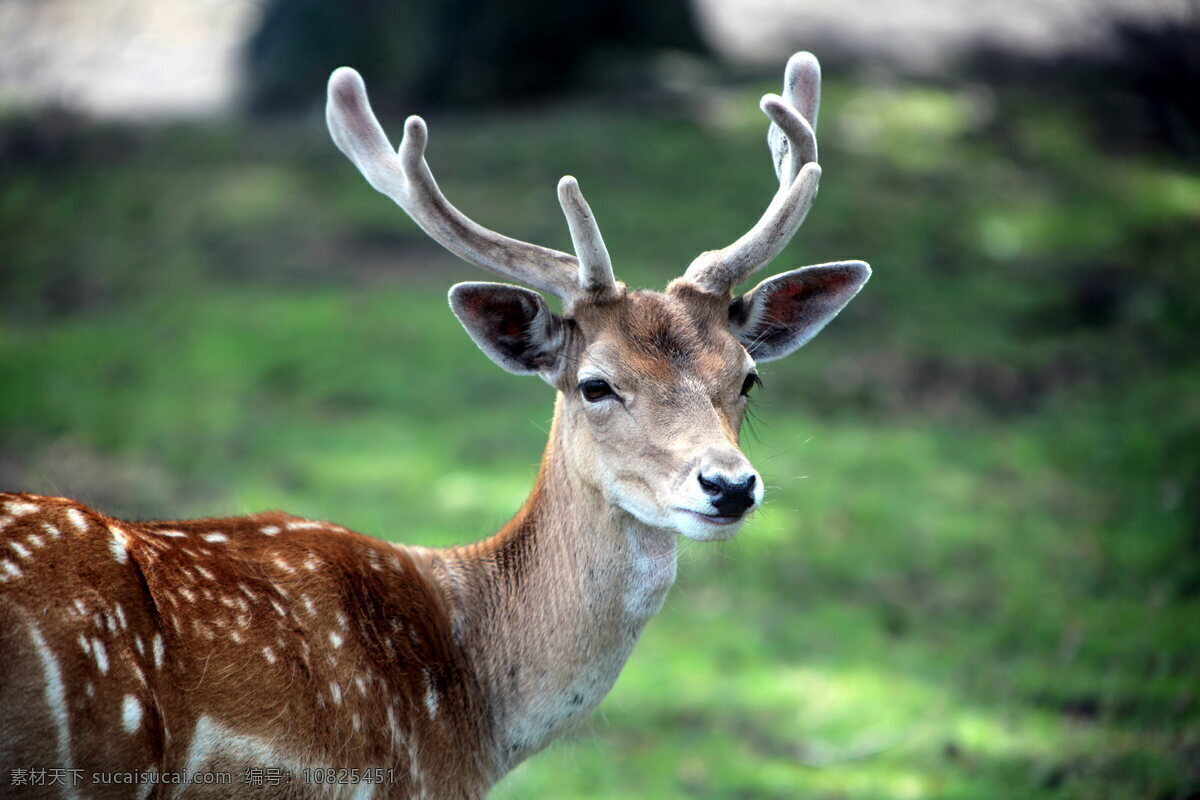 炫酷梅花鹿 唯美 炫酷 梅花鹿 鹿 动物 可爱 生物世界 野生动物