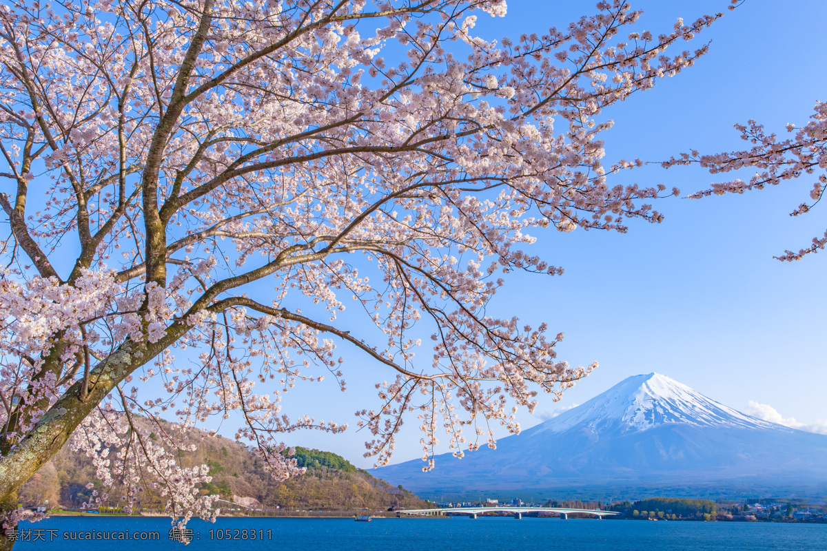 富士山 前 樱花树 前的 远山 蓝天风景 山水风景 自然景观