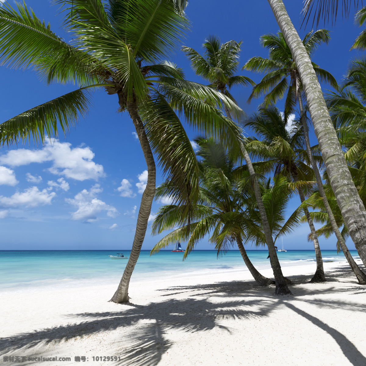 沙滩 上 椰子树 大海 海水 风景 自然 风景名胜 风景图片