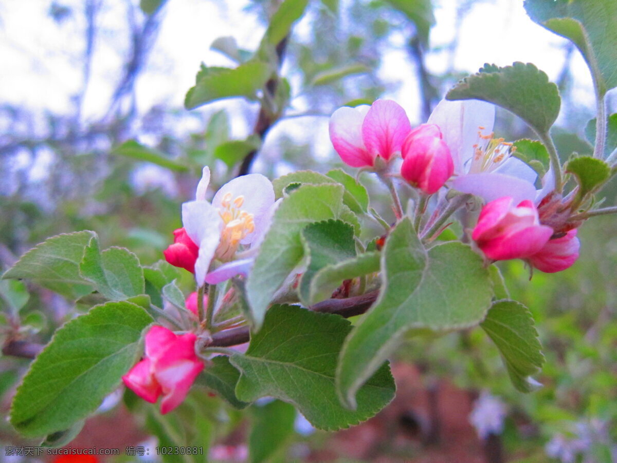 苹果花 特写 花 簇拥 粉红花蕾 花草 生物世界 白色