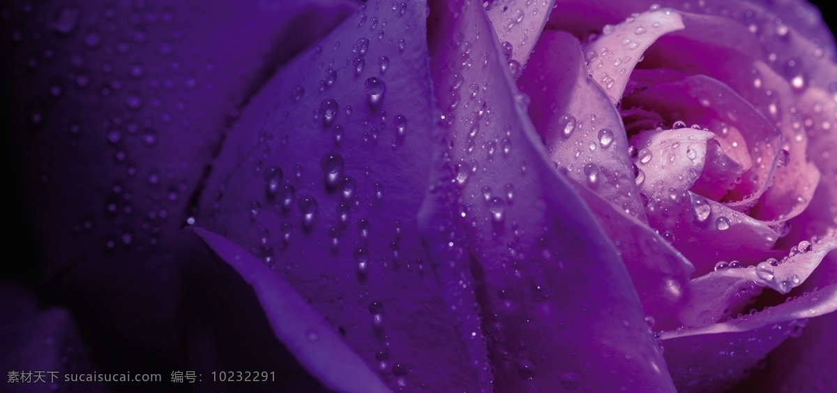 紫色玫瑰背景 花朵背景 淘宝天猫背景 海报背景 素材免费下载