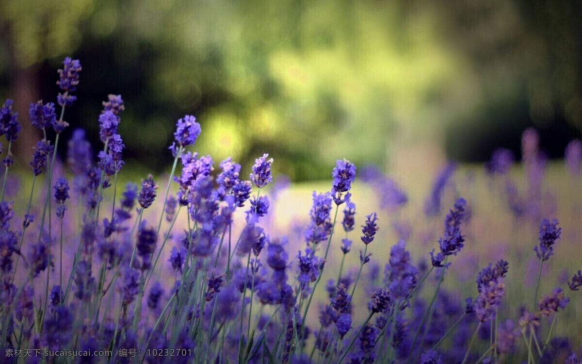 梦幻 紫色 花朵 盛开 开放 鲜艳 野花群 花的海洋 花卉 风景 野花 花海 紫色花朵 花草树木 生物世界 黑色