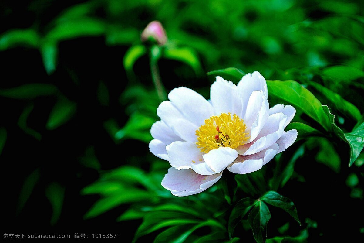 唯美 白色 芍药花 高清 花朵 花卉 花瓣 花蕊